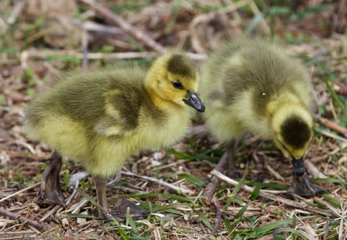 Beautiful photo with two chicks of the Canada geese going somewhere