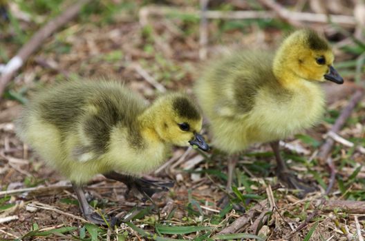 Beautiful isolated photo with two chicks of the Canada geese