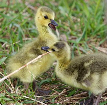 Funny photo with two cute chicks 