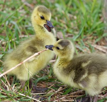 Funny beautiful isolated image with two cute chicks 