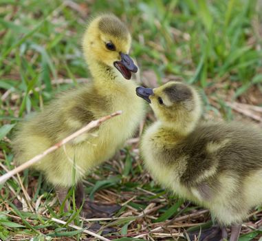 Funny beautiful isolated image with a pair of cute chicks of the Canada geese