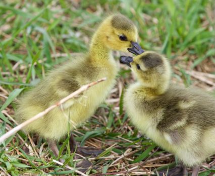 Funny isolated picture with two young chicks of the Canada geese in love