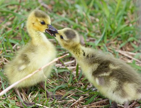 Funny beautiful photo of two young chicks of the Canada geese in love