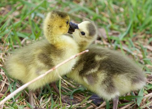 Funny photo of two young cute chicks of the Canada geese kissing