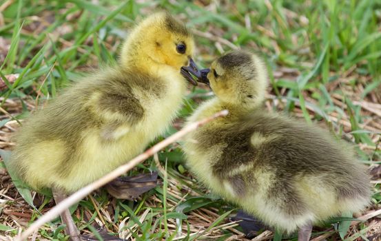 A kiss of the chicks of the Canada geese