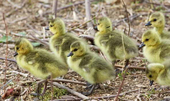 Beautiful background with a group of chicks going together