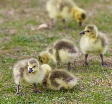 Beautiful background with a group of chicks together