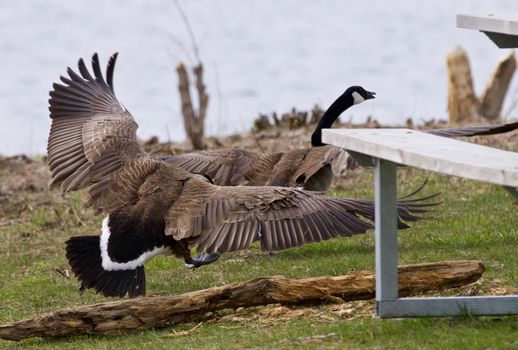 Image with the goose chasing his rival