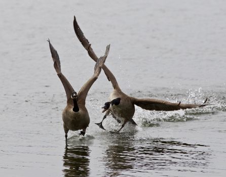 Expressive isolated image with the Canada goose chasing his rival on the lake
