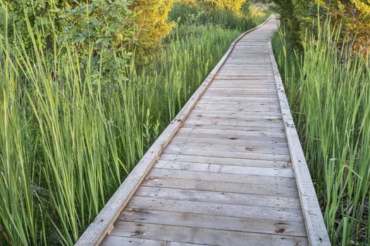 nature trail over swamp - wooden boardwalk path in a early summer scenery - a journey metaphor