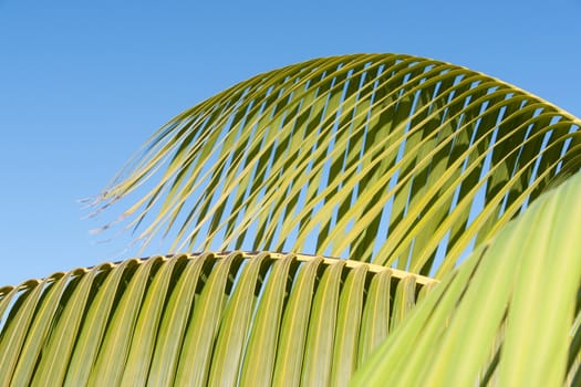 Palm frond detail against sky