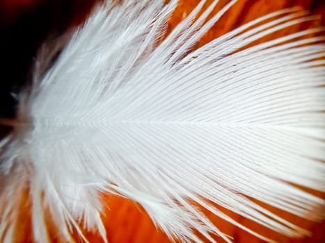 macro of little white feather