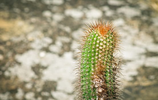 Green and orange cactus against blurred rock