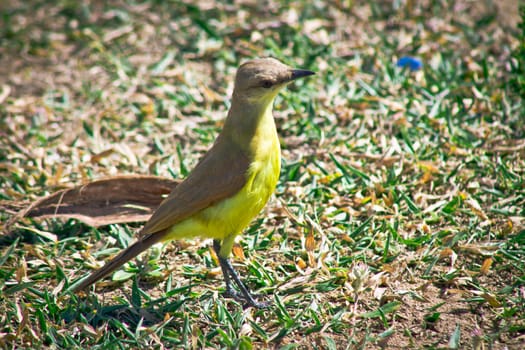 close up of sunlit yellow and bwon bird on the grass
