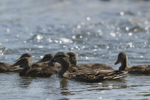 many birds in their natural habitat, nature series