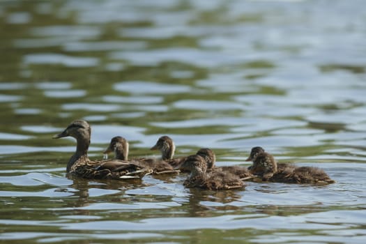 many birds in their natural habitat, nature series