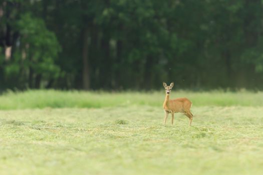 deer in captive, deer in a cage, nature series