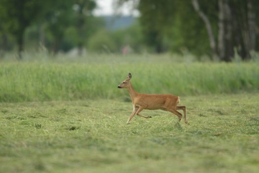 deer in captive, deer in a cage, nature series