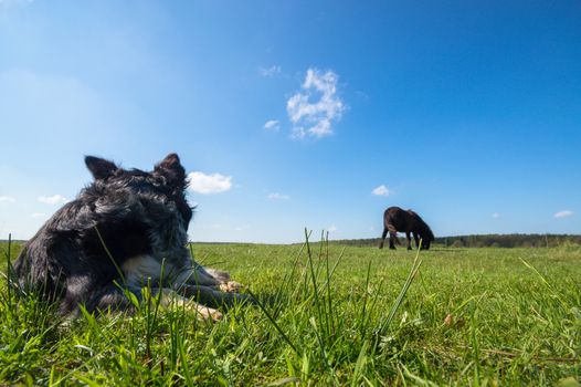 funny dog in sunny day, animals series