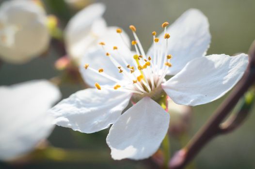 flowers as a colorful background, macro photo, nature series