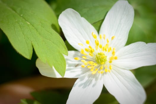 flowers as a colorful background, macro photo, nature series