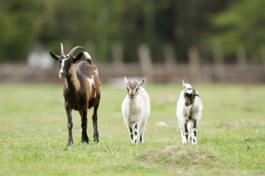 goat on summer pasture, nature series