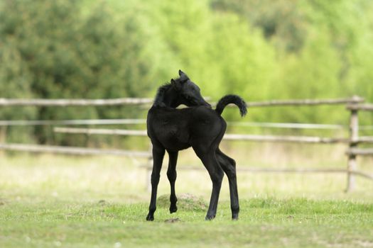 horse in a field, farm animals, nature series