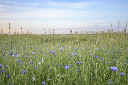 natural green colorful rural meadow, nature series