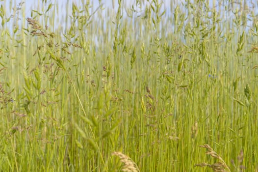 natural green colorful rural meadow, nature series