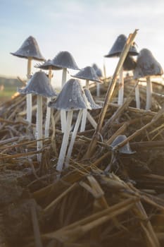 forest mushroom after longtime rain, nature series