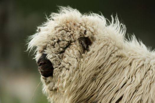 sheep on grass with blue sky, some looking at the camera