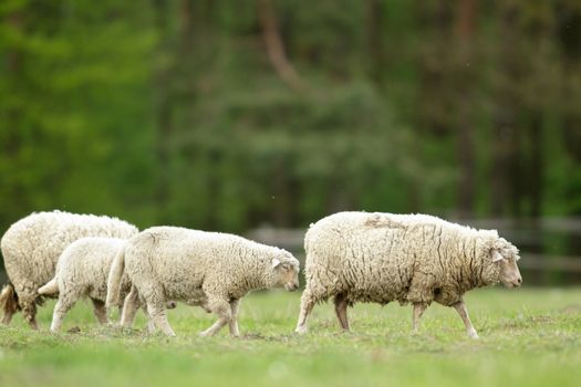 sheep on grass with blue sky, some looking at the camera