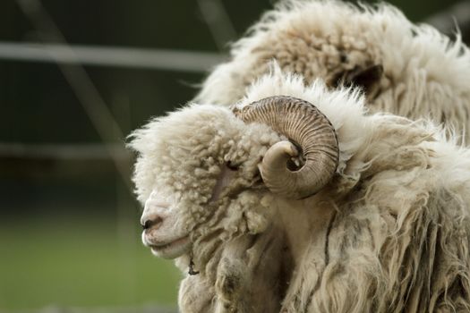 sheep on grass with blue sky, some looking at the camera