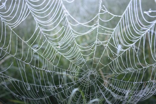 spider web with colorful background, nature series