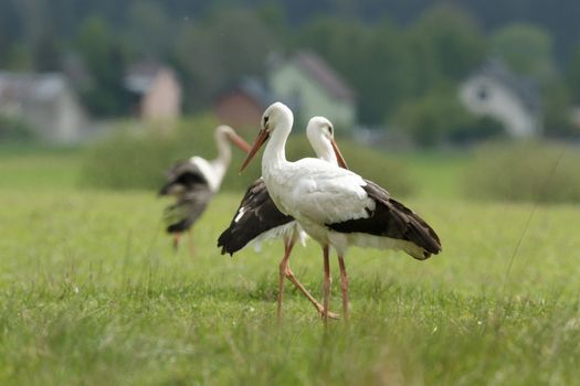 storks on green grass in sunny day, nature series
