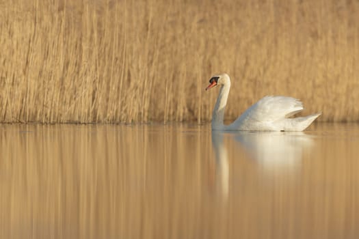 swan on blue lake in sunny day, swans on pond, nature series