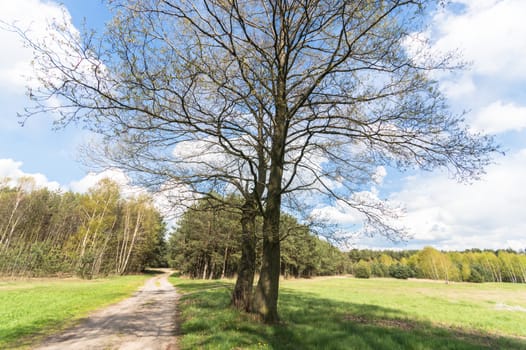 old big tree on color background with blue sky, nature series
