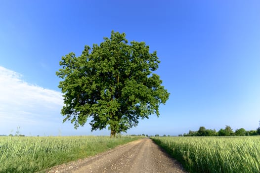 old big tree on color background with blue sky, nature series