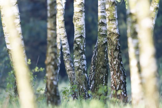 spring landscape of young trees, nature series