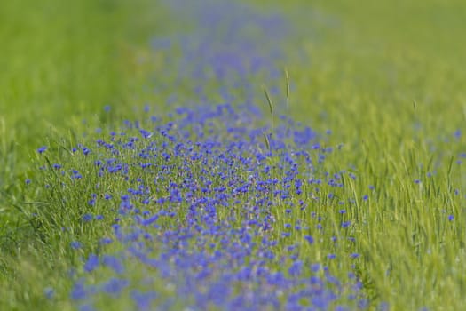 plants for natural background, nature series