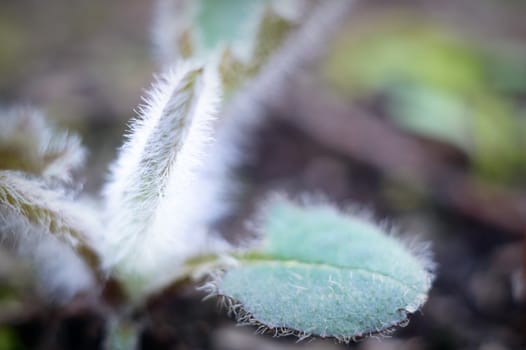plants for natural background, nature series