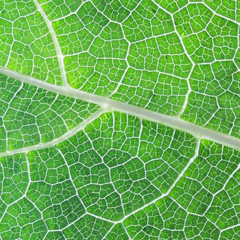 Close up green pumpkin leaf showing pattern