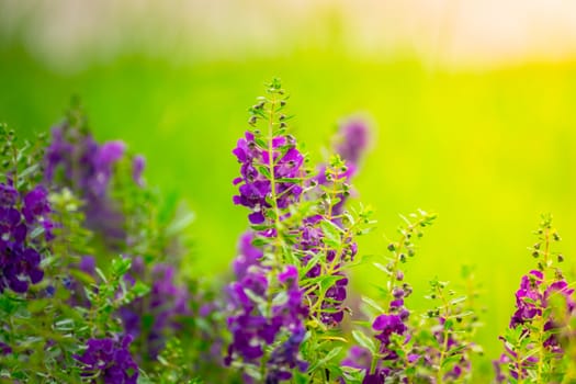 The background image of the colorful flowers, background nature