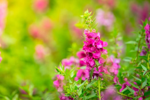 The background image of the colorful flowers, background nature