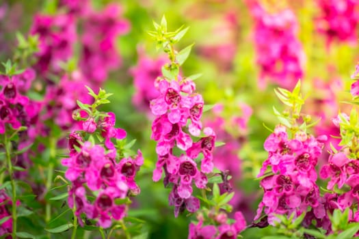 The background image of the colorful flowers, background nature