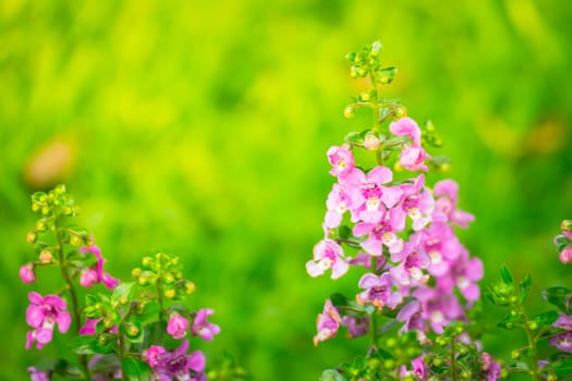 The background image of the colorful flowers, background nature