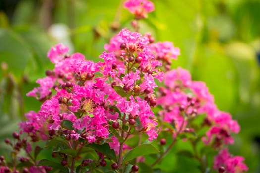 The background image of the colorful flowers, background nature