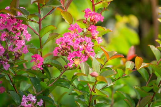 The background image of the colorful flowers, background nature