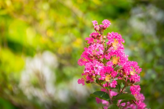 The background image of the colorful flowers, background nature