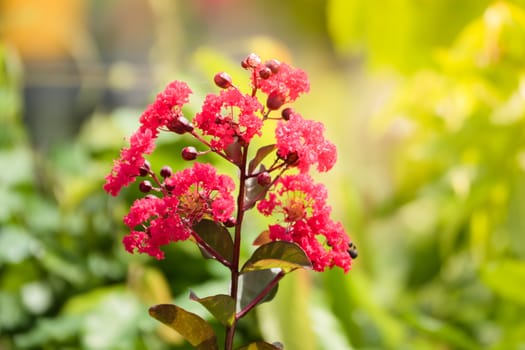 The background image of the colorful flowers, background nature